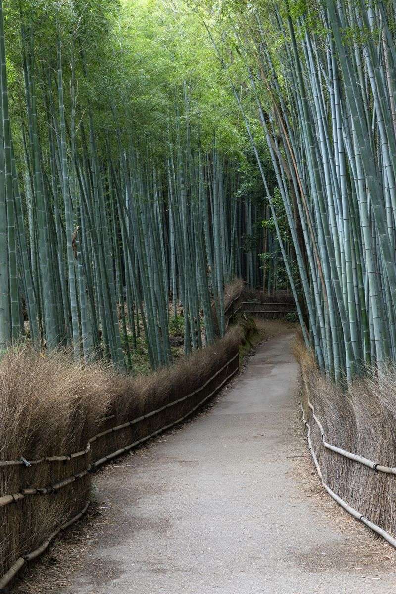 Bamboo