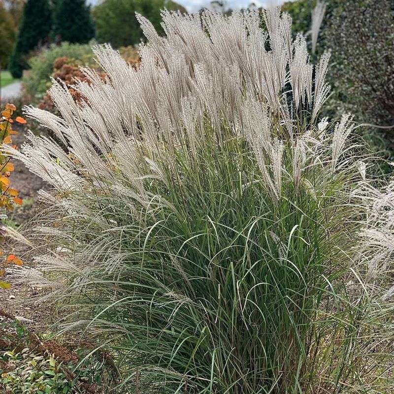 Silver Grass (Miscanthus sinensis 'Silberfeder')