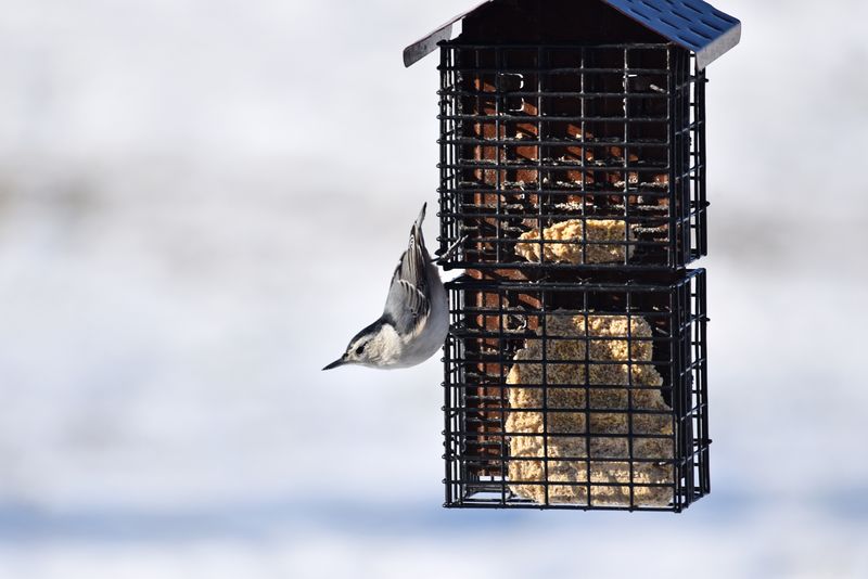Offer Suet in Winter