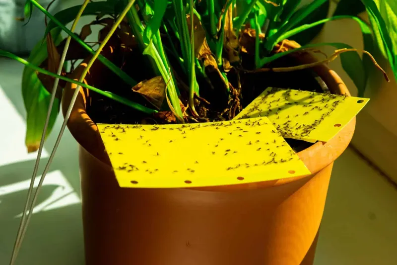 Stop Fungus Gnats in Houseplants