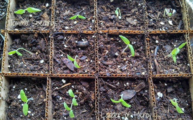 Keep Track of Germination Results