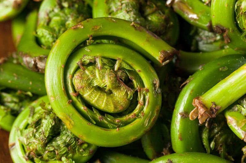 Fiddlehead Ferns