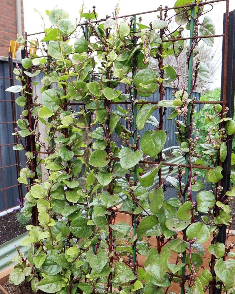 Malabar spinach climbing a trellis in a summer garden