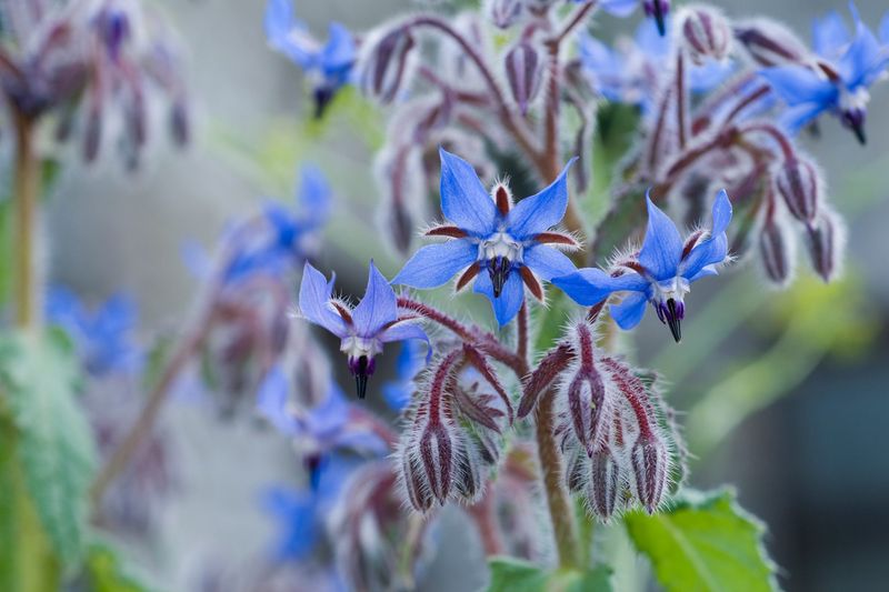 Borage