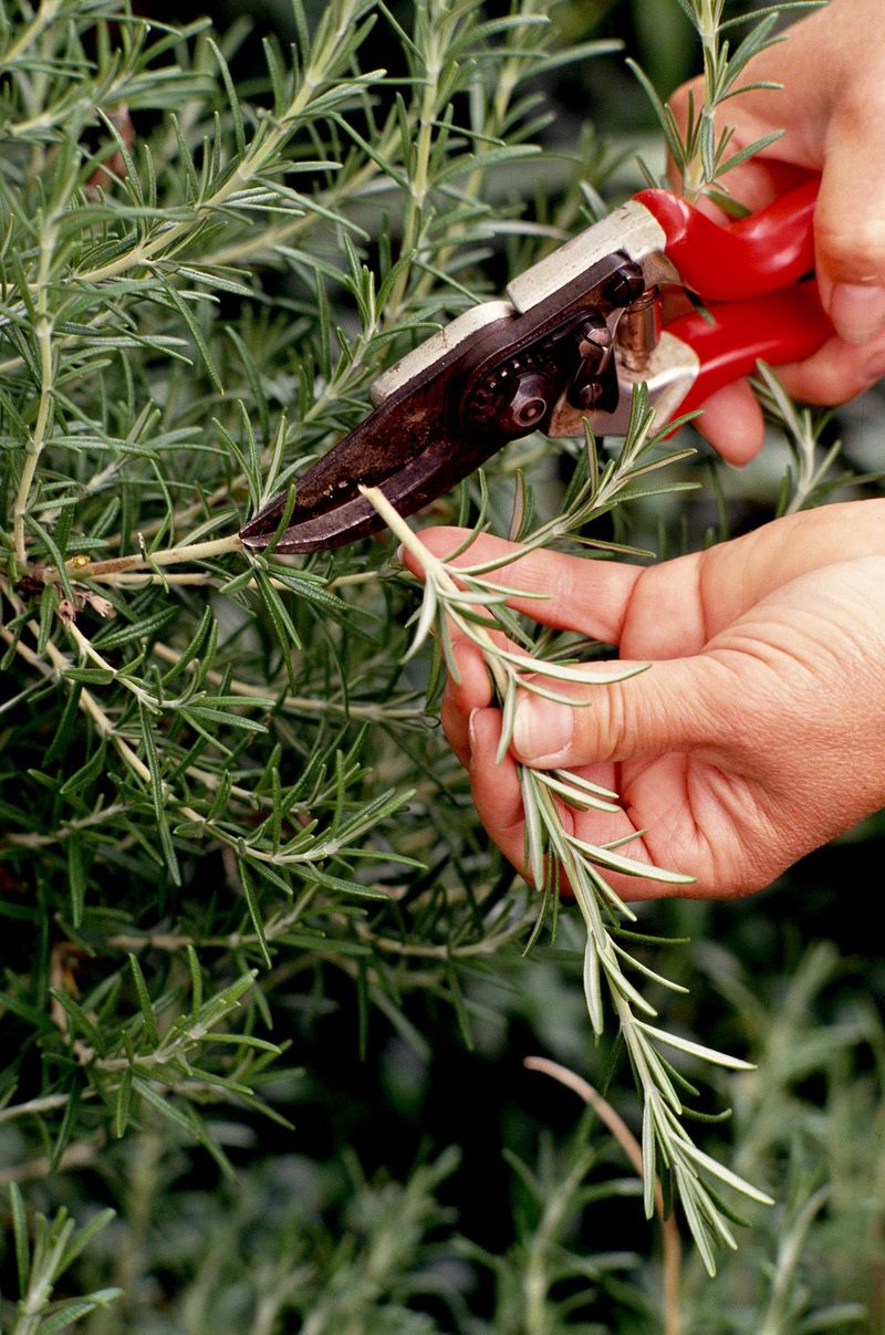 Harvesting Rosemary