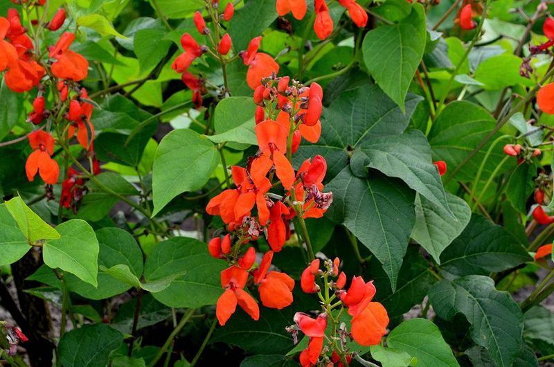 Scarlet Runner Bean