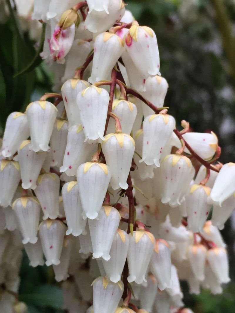 April: Japanese Pieris