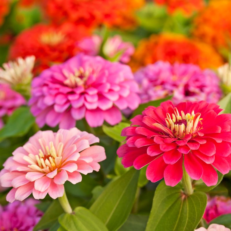 Zinnia