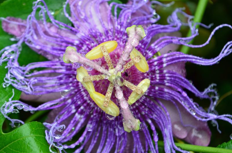 Passionflower