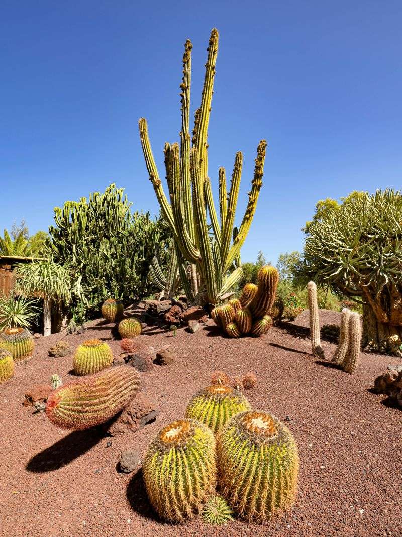 Cactus - Desert Survivors in Your Backyard