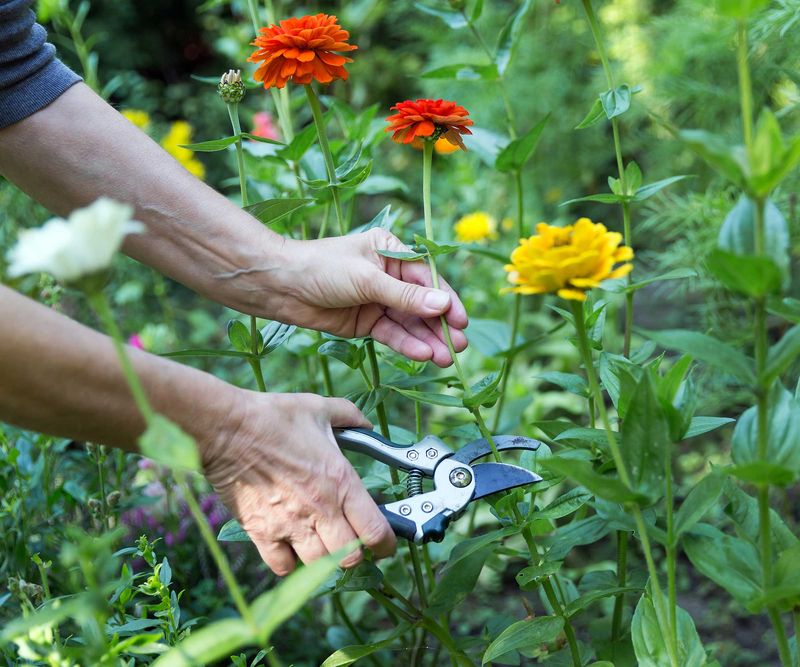 Zinnias