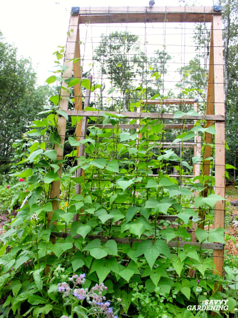 Beans Climbed Higher and Stronger