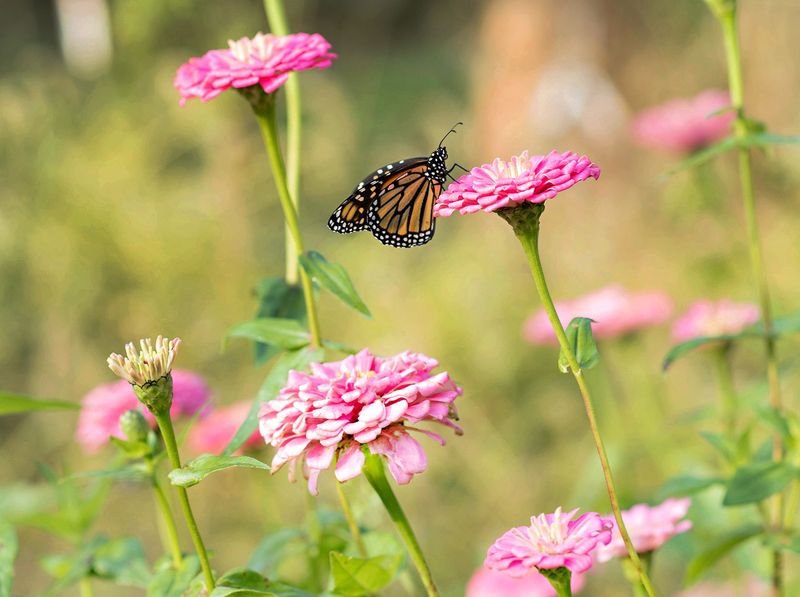 Zinnias - Colorful Season-Long Performers
