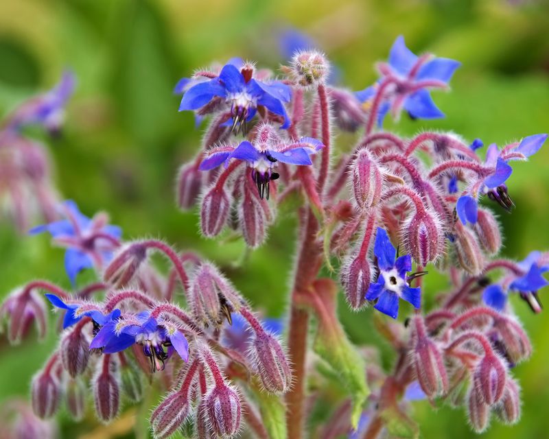 Borage – The Tomato Worm Distraction