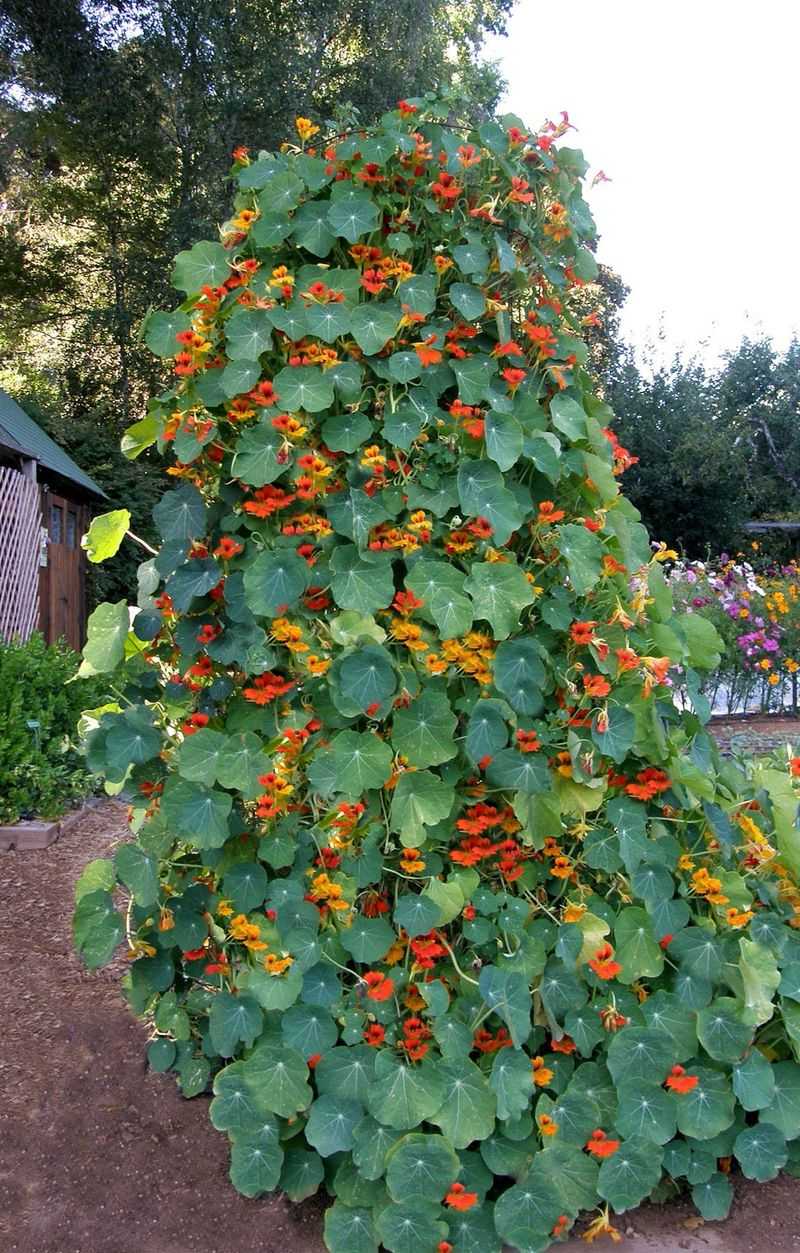 Nasturtiums
