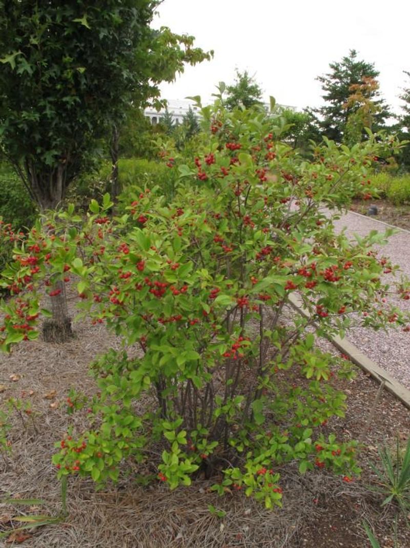 Chokeberries (Aronia)