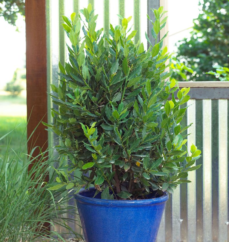 Bay Laurel