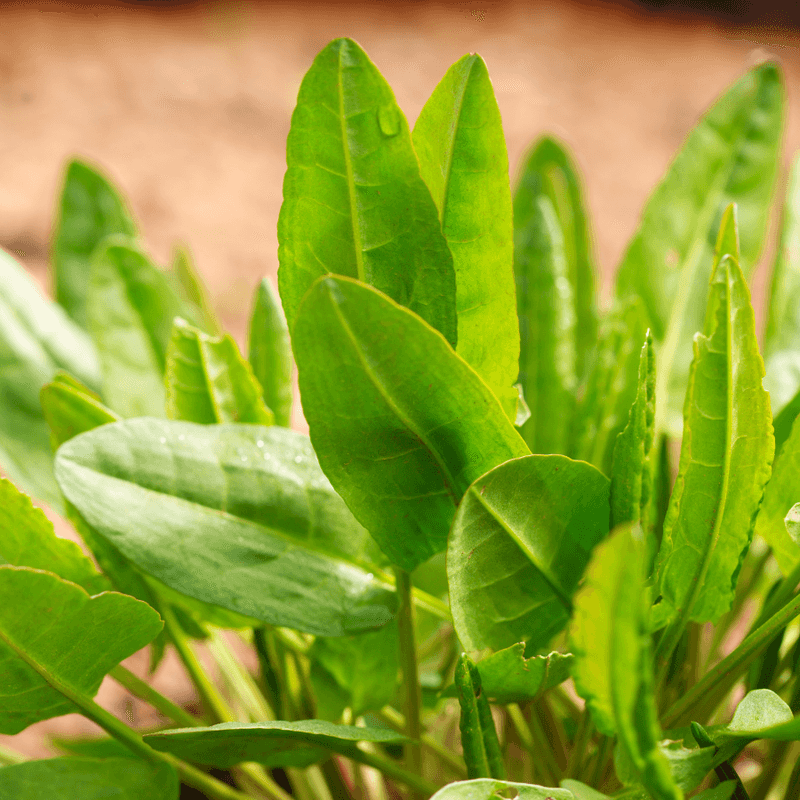 Sorrel - The Lemony Leafy Green