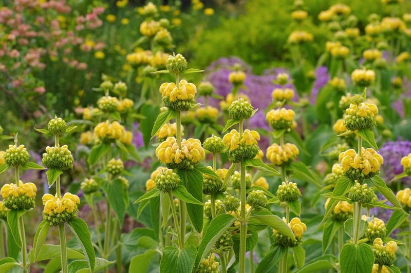 Phlomis - The Jerusalem Sage