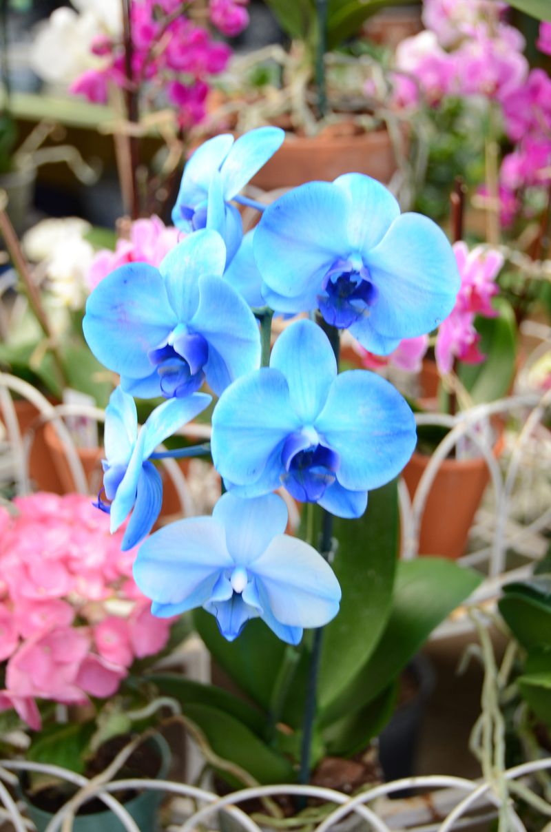 Paying Premium for Pretenders