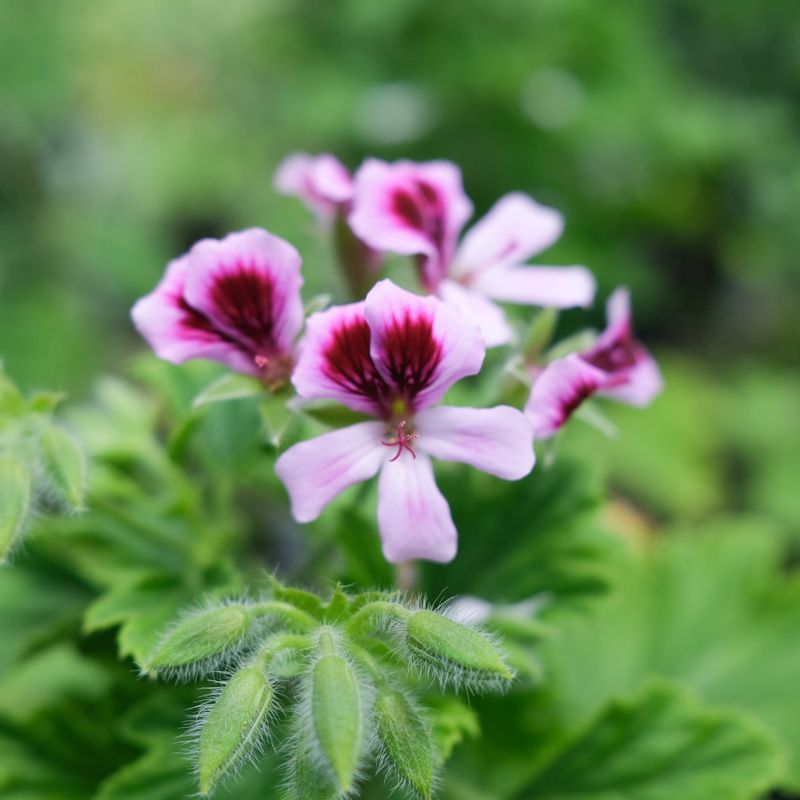 Scented Geranium