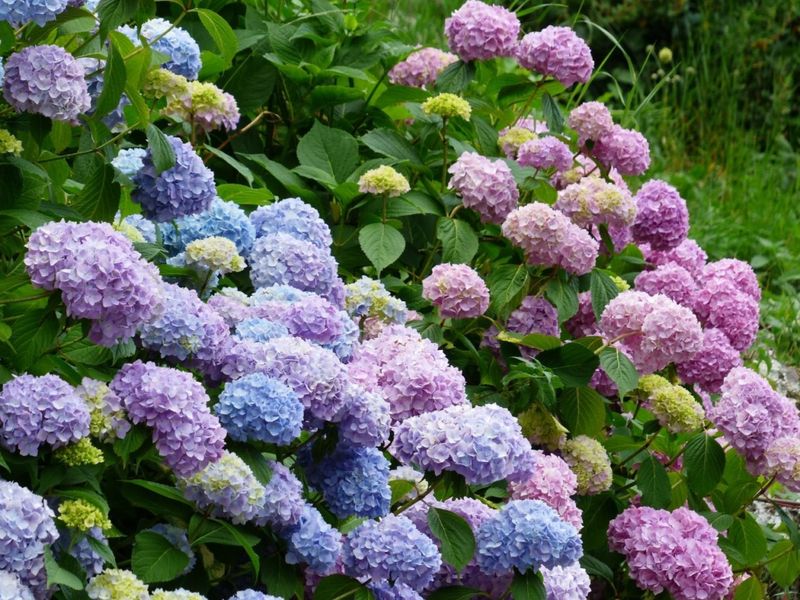 June: Hydrangea