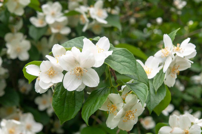 June: Mock Orange