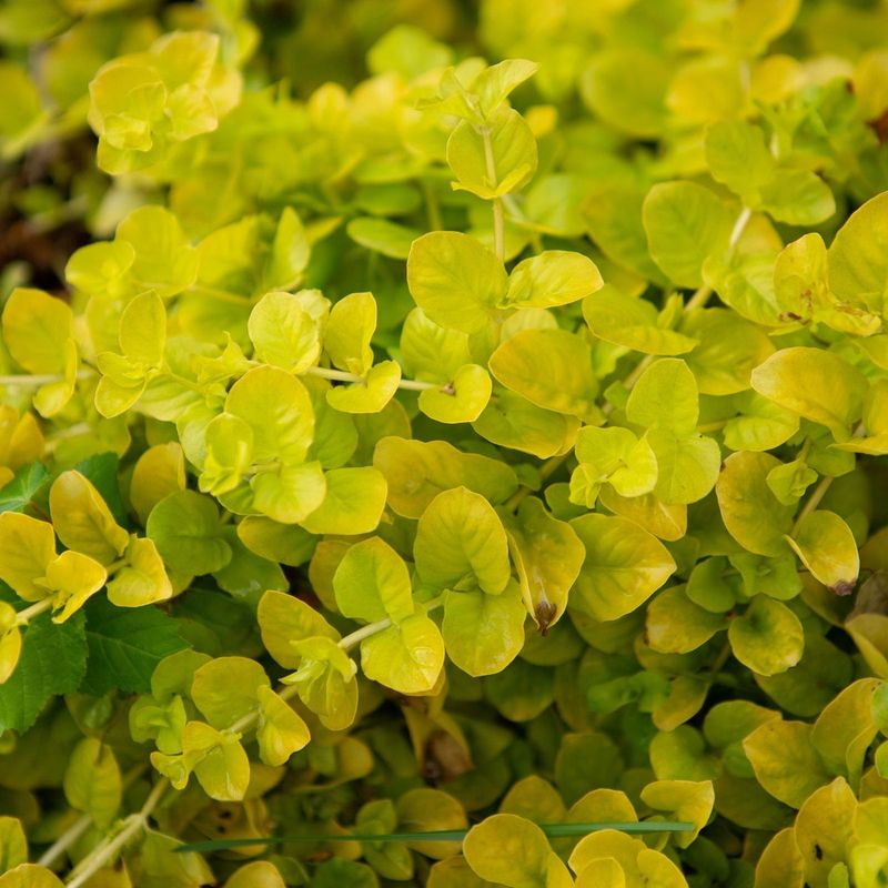 Creeping Jenny