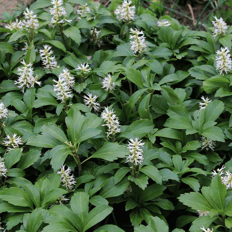 Pachysandra Terminalis