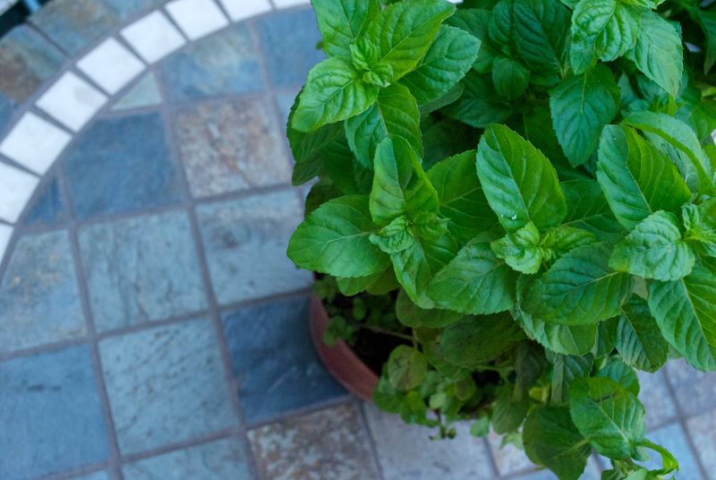 Eco-Friendly Gardening