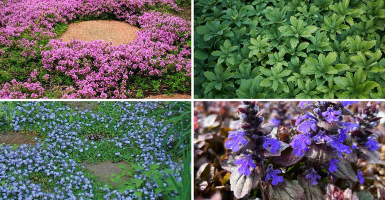 Meet the Perennial That Covers Ground, Fights Weeds, and Stuns in Bloom