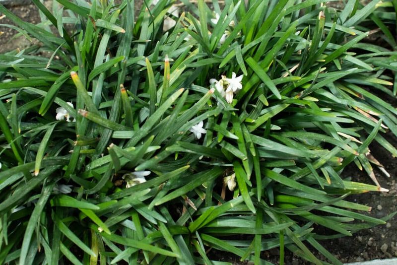 Ophiopogon japonicus (Mondo Grass)