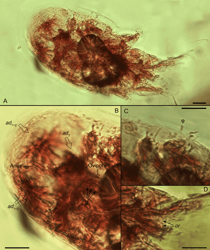 Astigmatid Mites (Fungal & Scavenger Mites)