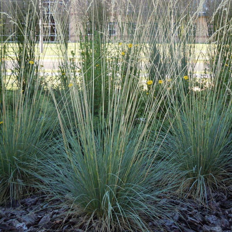 Blue Oat Grass (Helictotrichon sempervirens)