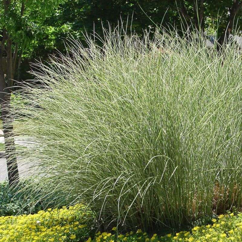 Morning Light Miscanthus (Miscanthus sinensis) - Elegant Upright Beauty