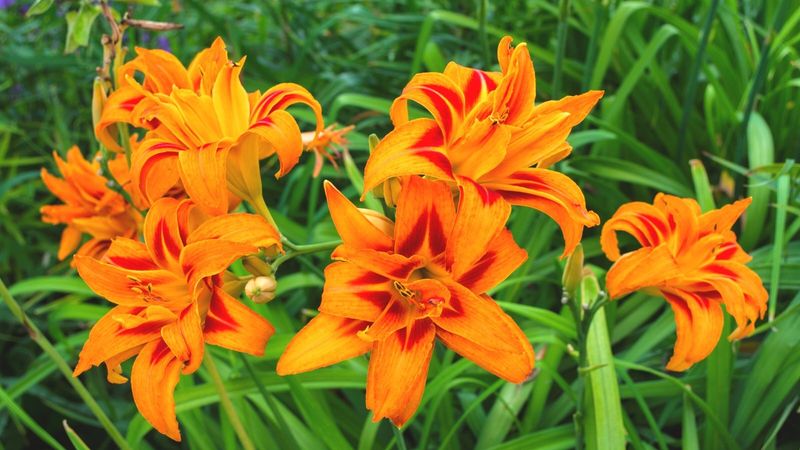 Daylilies (Wild Orange Types)