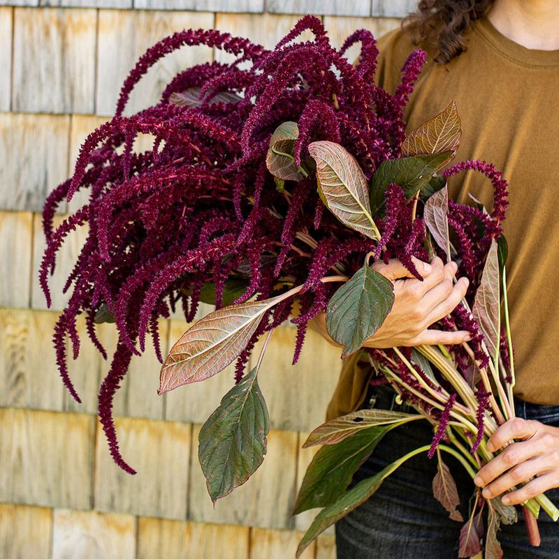 Amaranth