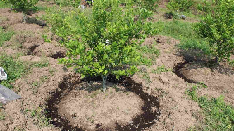 Root Zone Management for Stronger Trees