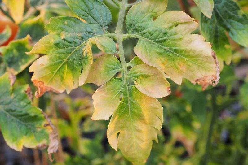 Minerals Matter (and Most Gardens Are Low on Them)