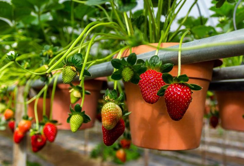 Strawberries (Dwarf varieties)