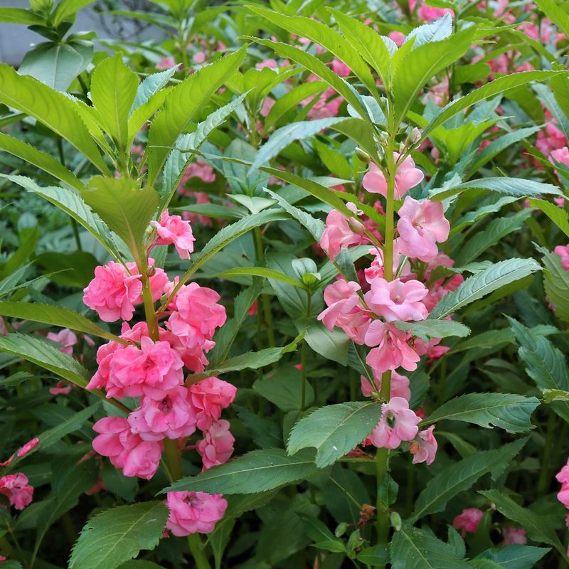 Balsam (Impatiens balsamina)