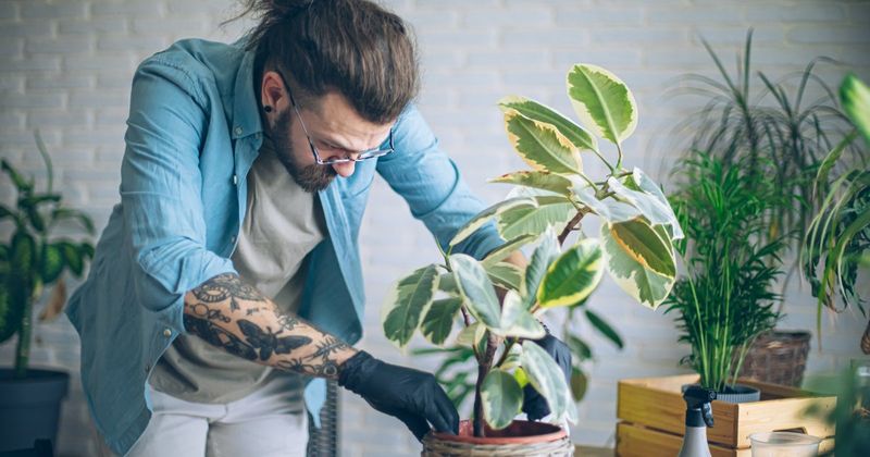 Talking to Plants to