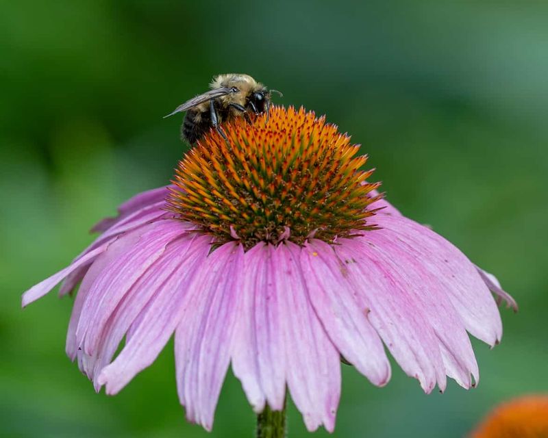 Purple Coneflower