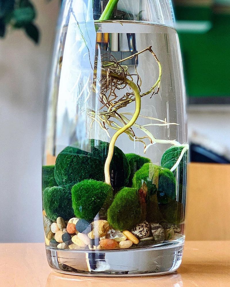 Marimo Moss Balls