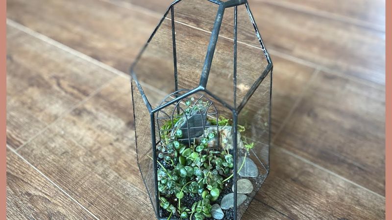 Peperomia prostrata (String of Turtles)