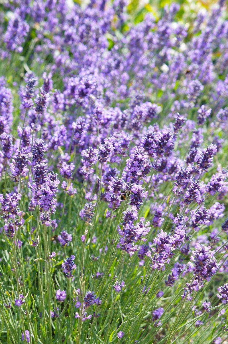 Lavender