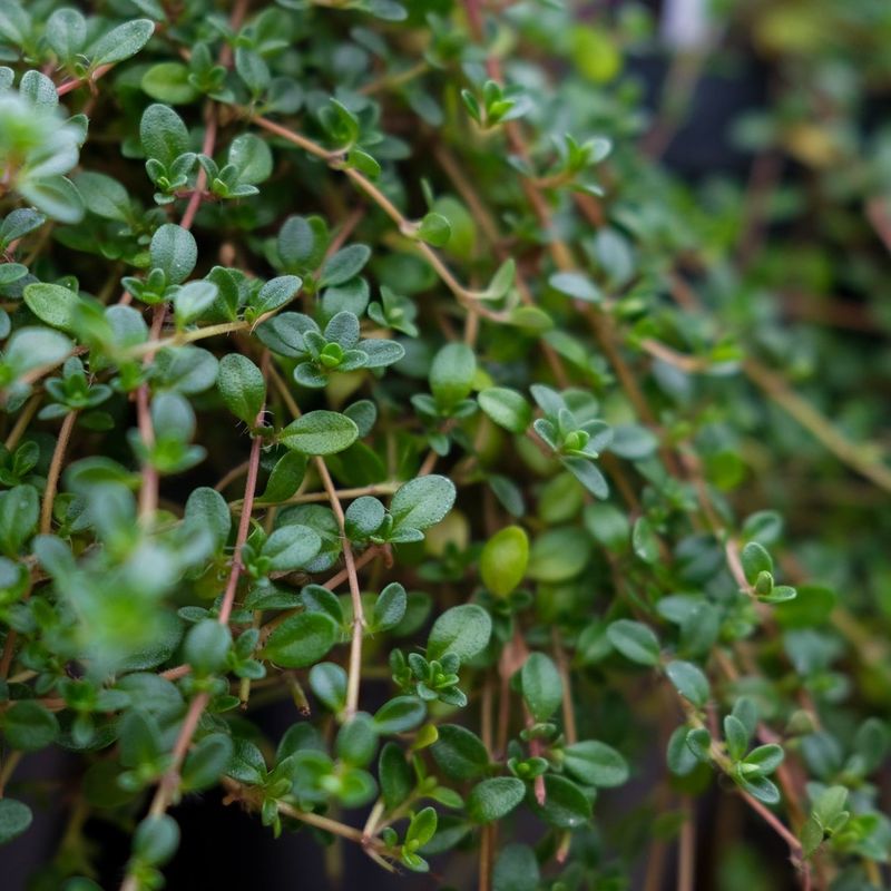 Thyme