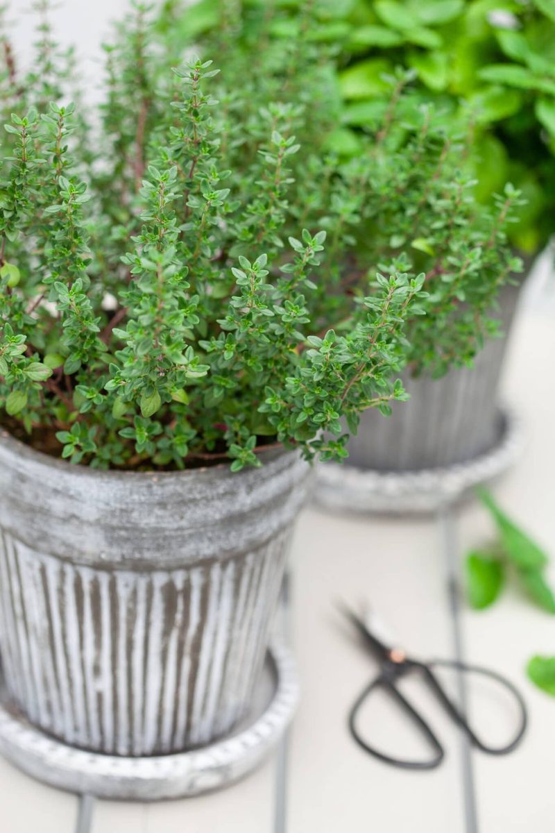 Thyme