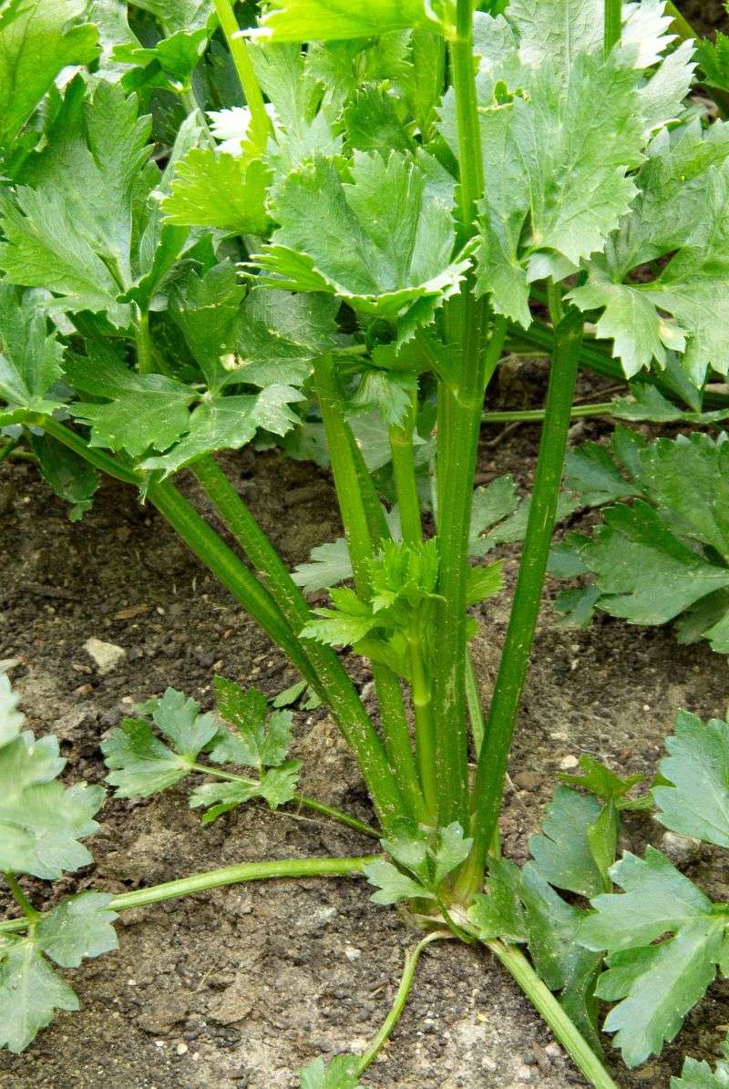 Celery