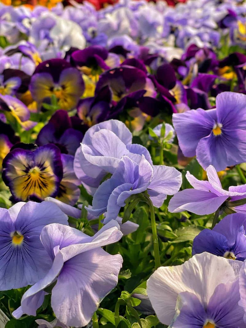 Pansies Bloomed Through Summer Heat